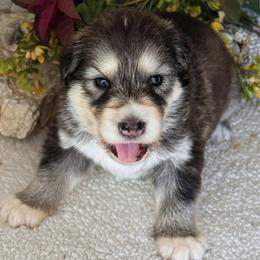 Boy 3 - male Native American Indian Dog puppy in Granby, Colorado from Turtle Island NAIDs