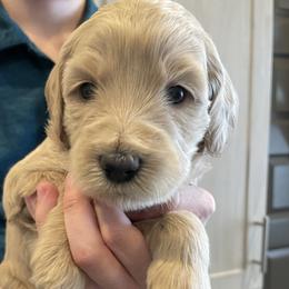 Lockheed (white) - Cream female Goldendoodle puppy in Medina, Ohio from Farmer Doodles