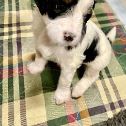 Bernedoodle and Goldendoodle Puppies from Paws 4 Doodles, LLC
