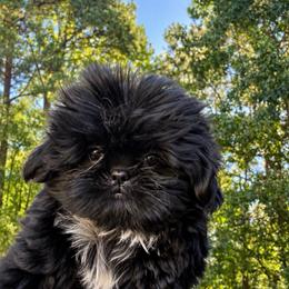 Daisy - Black female Shih Tzu puppy in Covington, Georgia from Top Hats 2  Shih Tzu’s
