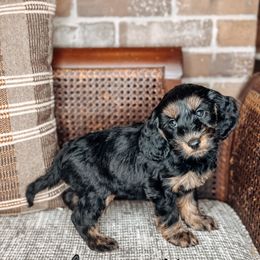 Aretha Franklin - Black female Australian Labradoodle puppy in Decatur, Alabama from Southern Meadows Doodles