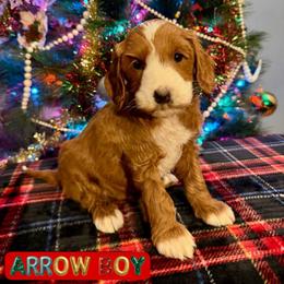 Arrow boy - Caramel red male Australian Labradoodle puppy in Rockton, Illinois from Dream Doodles and Cockapoos