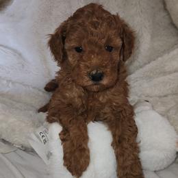 TOD - Red  male Poodle puppy in San Tan Valley, Arizona from Desert Storm Poodles
