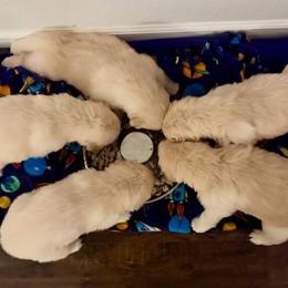 Golden Retriever Puppies from Ray of Sunshine Retrievers