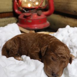 Poodle Puppies from Red Barn Moyen Poodles