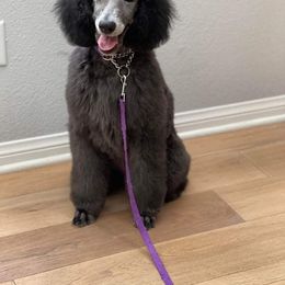 Poodle Puppies from BrioPanache Poodles
