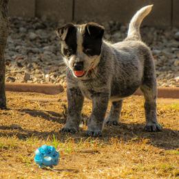 Australian Cattle Dog Puppies from West Valley Heelers