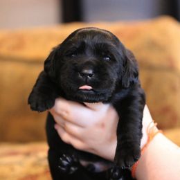 Labrador Retriever Puppies from Atlas Labradors