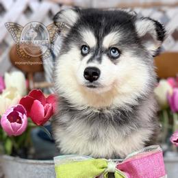 Monarch CeeZee - Black and white female Pomsky puppy in Greeley, Colorado from Monarch Pomskies | Northern Colorado