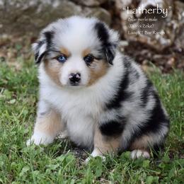 Latherby - Blue merle male Miniature Australian Shepherd puppy in Evant, Texas from Lazy VT Bar Ranch