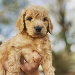 Goldendoodle and Golden Retriever Puppies from California Golden Love