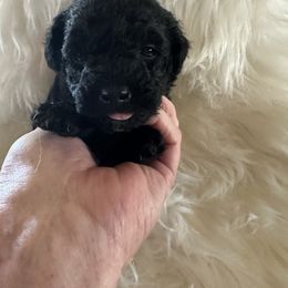 Smoky - Black male Poodle puppy in Elverta, California from Silveracepoodles