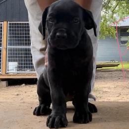 Pink girl - Black female Cane Corso puppy in Saluda, South Carolina from Brooks Imperial Corso