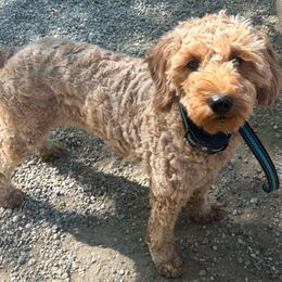 Penny - Goldendoodle