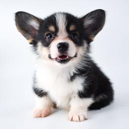 Liam (prev. Forrest) - Black and tan male Pembroke Welsh Corgi puppy in San Antonio, Texas from Moxxi's Legacy Corgis