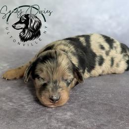 Onyx - Dapple male Dachshund puppy in Fultonville, New York from Sandy Aussies & Pomeranians