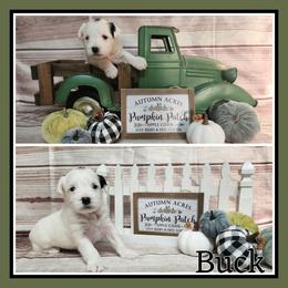 Buck - Black and white male Schnoodle puppy in Lebanon, Missouri from Cedar Glades Canines