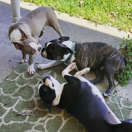 Boston Terrier Puppies from Rinehart Ranch