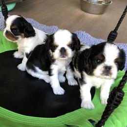 English Toy Spaniels and French Bulldogs from Renaissance French Bulldogs and English Toy Spaniels
