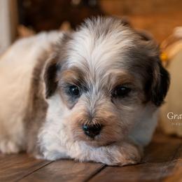 Aster - Merle female Schnoodle puppy in Grove, Oklahoma from Grand Lake Poodles & Doodles