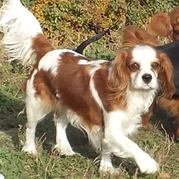Luna - Cavalier King Charles Spaniel