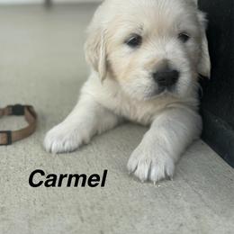Carmel - Light golden male Golden Retriever puppy in Piqua, Ohio from Golden’s of Remington Fields