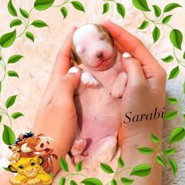 Sarabi - Red  female Goldendoodle puppy in Kissimmee, Florida from Poodle Doodle Kennels
