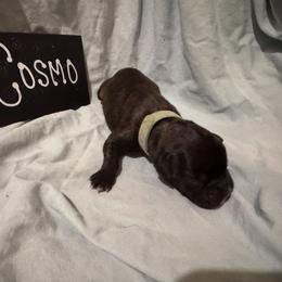 Cosmo - Fawn male Boxer puppy in Madras, Oregon from BnT Boxers