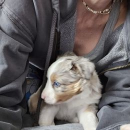 Miniature Australian Shepherd Puppies from Carter's Cuties