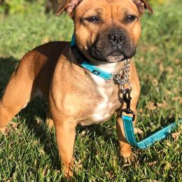 Staffordshire Bull Terriers from Rose Gold Staffords
