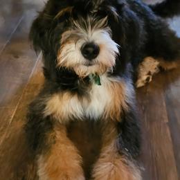 Kiya - Bernedoodle
