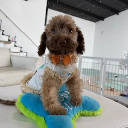 CLEO - Cafe au lait female Maltipoo puppy in Sugar Land, Texas from Celebrity Maltipoos
