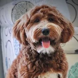Willow - Goldendoodle