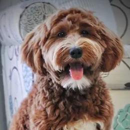 Willow - Goldendoodle