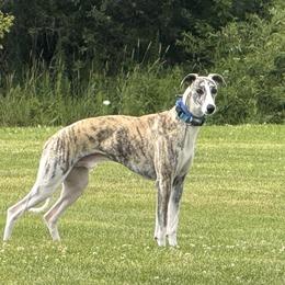 Charlie - Whippet