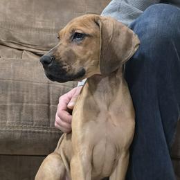 Emberly - Fawn female Great Dane puppy in Roseau, Minnesota from UNDAD'S KENNELS
