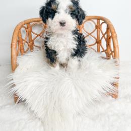 Bart - Tri-color male Bernedoodle puppy in Otisville, Michigan from Danie’s Darling Doodles LLC