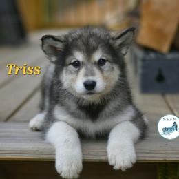 Triss - Agouti and white female Alaskan Malamute puppy in Kingston, Tennessee from North Shore Alaskan Malamutes