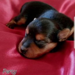 Percy - Black and tan male Yorkshire Terrier puppy in Hot Springs, Arkansas from Kimberly's Lovable Littles