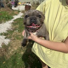 Coki - French Bulldog