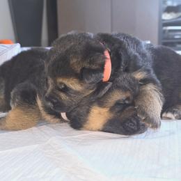 German Shepherd puppies from Beau Ideal German Shepherds