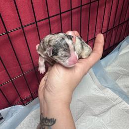 Wasabi - Blue merle female Toy Australian Shepherd puppy in Reidsville, North Carolina from Cherry Grove Kennel