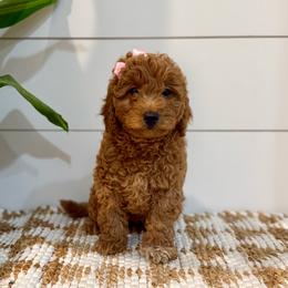 Peach Collar girl - Apricot female Goldendoodle puppy in Charlestown, Indiana from Mini Goldendoodle Paws 🐾