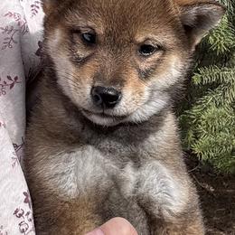 Razz - Sesame male Shiba Inu puppy in Winthrop, Minnesota from Kayobi Shibas