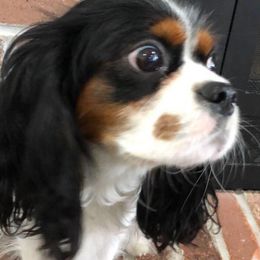 Cavalier King Charles Spaniels and Cavapoos from Lava Ridge Cavaliers