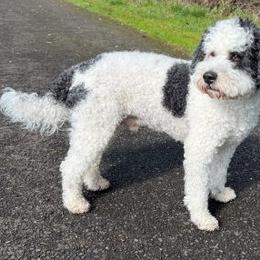 Murphy - Australian Labradoodle