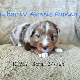 Uncle Beau - Red merle male Miniature Australian Shepherd puppy in Midway, Texas from L Bar W Aussie Ranch