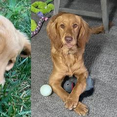 Double Doodle All Grown Up from COCKADOODLEPOO