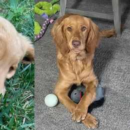 Double Doodle All Grown Up from COCKADOODLEPOO