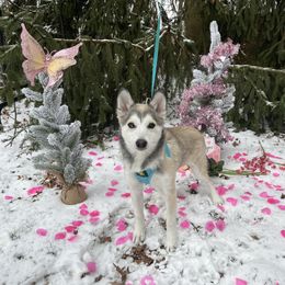 Alaric - Chocolate Pomsky puppy in Niles, Ohio from Northern Lights Arctic Spitz Pomskies